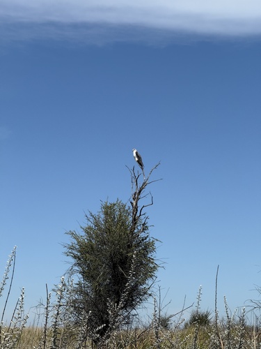 African Black-winged Kite