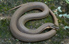 Queensnake - Photo (c) Caden Myers, all rights reserved, uploaded by Caden Myers