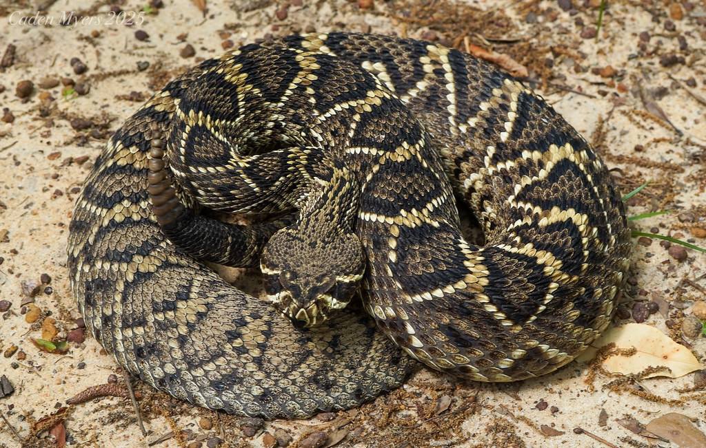 Eastern diamondback rattlesnake (Crotalus adamanteus), signature snake of North America