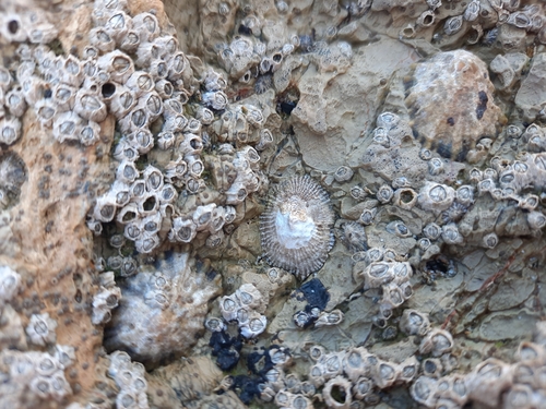 Siphonaria pectinata