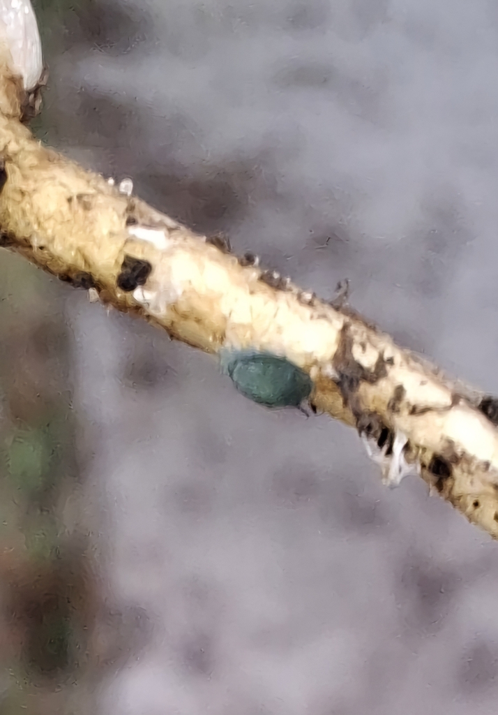 Aphidoidea