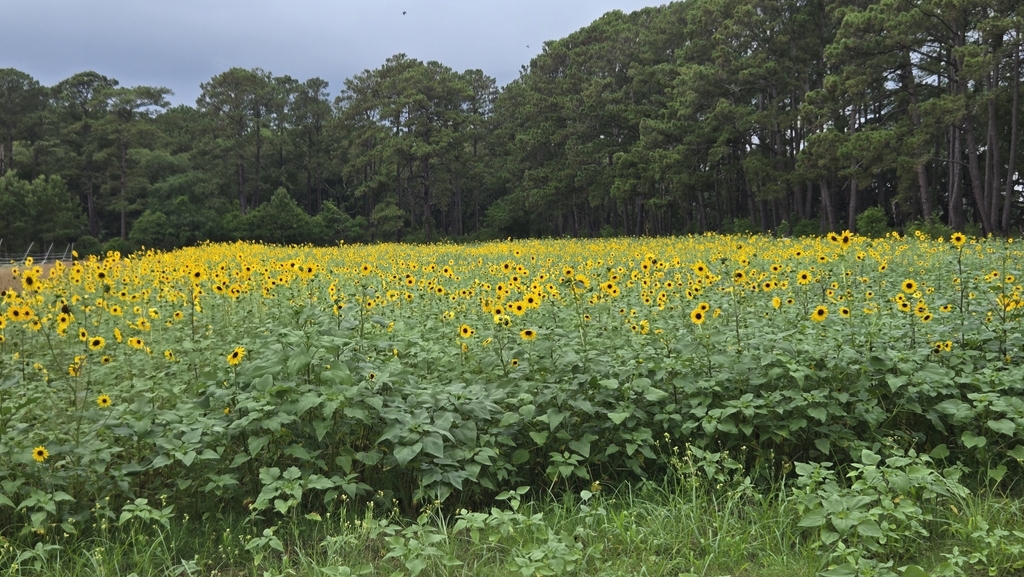 Helianthus annuus