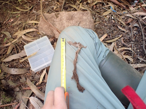 Purseweb Spider