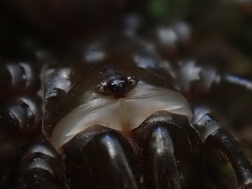 Purseweb Spider
