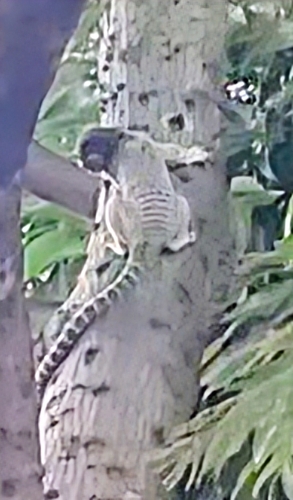 Black-tufted-ear Marmoset