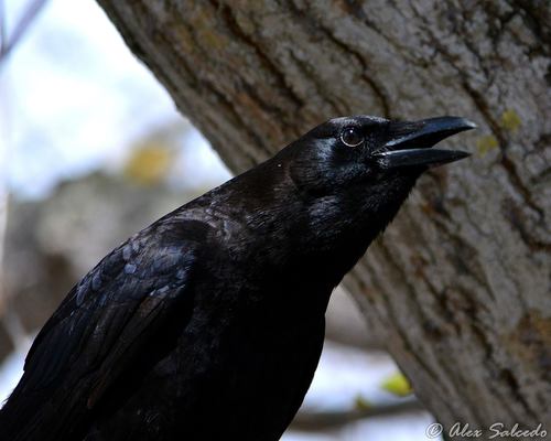 Florida Crow (Subspecies Corvus brachyrhynchos pascuus) · iNaturalist