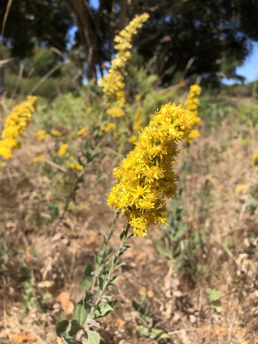 California Goldenrod