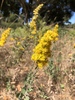 Solidago Subsect. Radulae - Photo (c) Annie Allenbaugh, all rights reserved, uploaded by Annie Allenbaugh