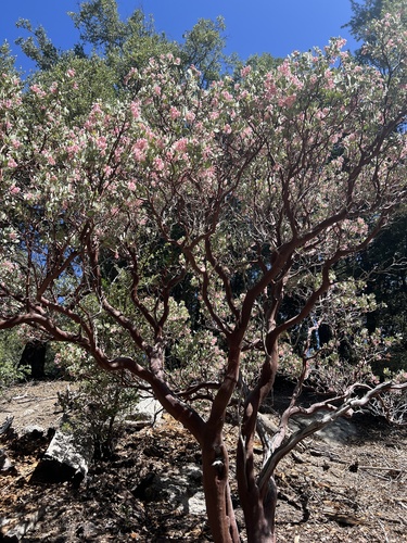 iNaturalist observation photo of bearberries and manzanitas