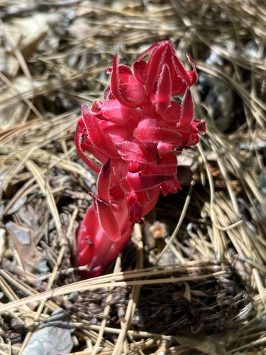 iNaturalist observation photo of Snowplant