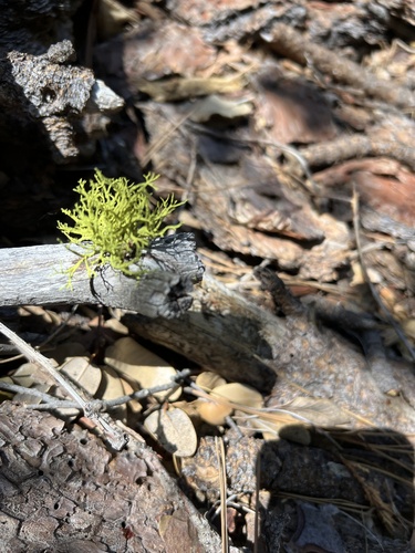 iNaturalist observation photo of Wolf Lichens