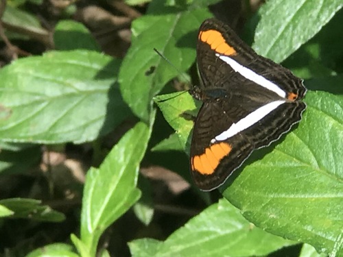 Adelpha poltius · iNaturalist