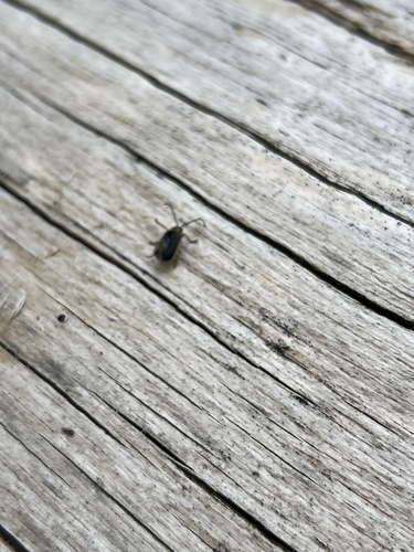 iNaturalist observation photo of Galerucini