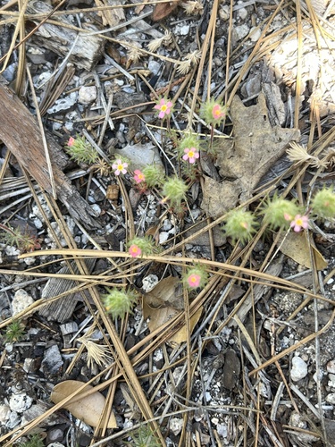 iNaturalist observation photo of Leptosiphon