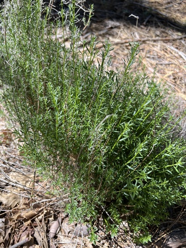 iNaturalist observation photo of bedstraws