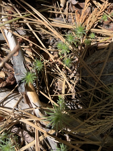 iNaturalist observation photo of phlox family