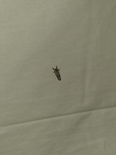 iNaturalist observation photo of Clostera