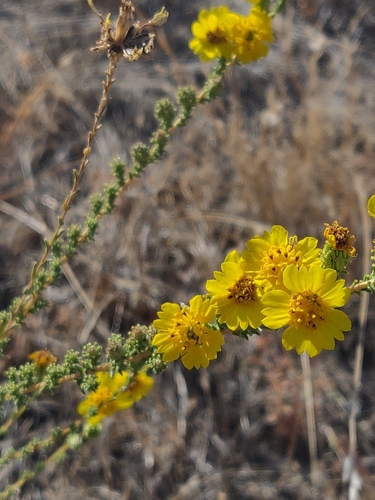 iNaturalist observation photo of Holocarpha virgata virgata