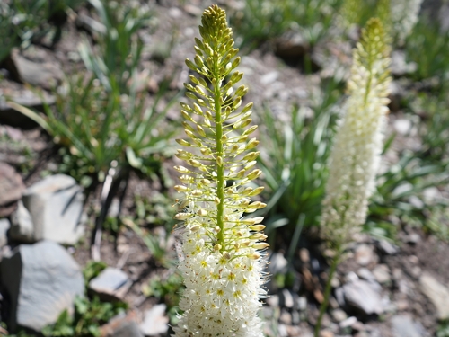 Lis des steppes de l'Himalaya 2