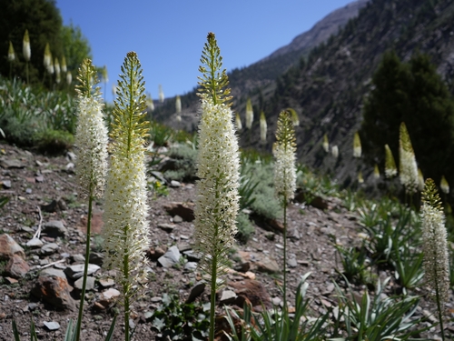 Lis des steppes de l'Himalaya 3