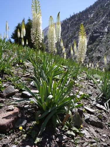 Lis des steppes de l'Himalaya 4