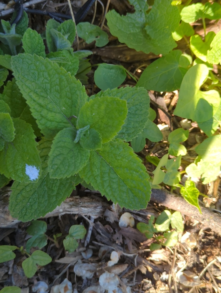 Mentha