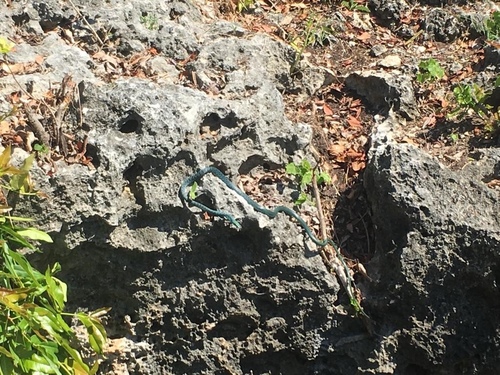 Spotted Bush Snake
