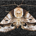 Doubleday's Baileya Moth - Photo (c) Alain Hogue, all rights reserved, uploaded by Alain Hogue
