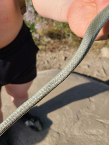 iNaturalist observation photo of Western Yellow-bellied Racer