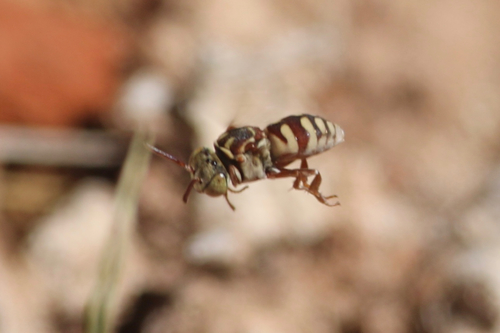 Epeolus aureovestitus