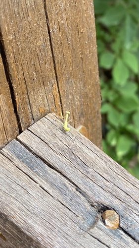Chinese Reddish Mantis