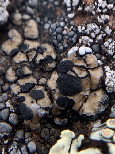 Brown Tile Lichen