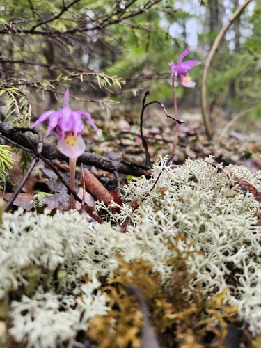 Eastern Fairy-slipper