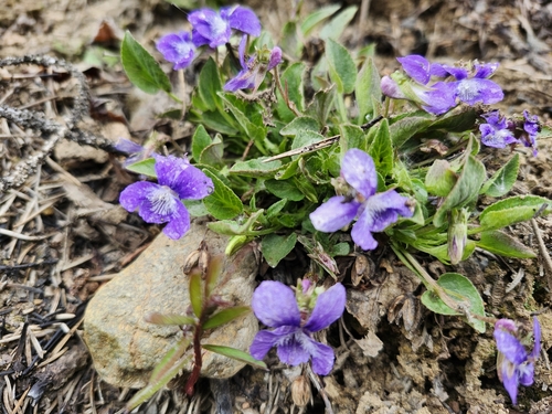 hookedspur violet