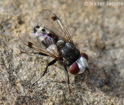 Sphenometopa