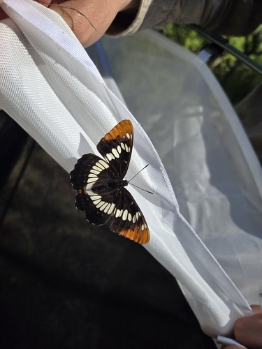iNaturalist observation photo of Lorquin's Admiral