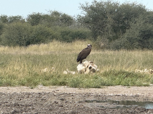 Lappet-faced Vulture