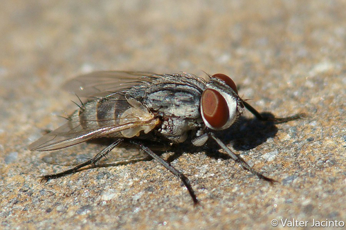 Senotainia albifrons · iNaturalist