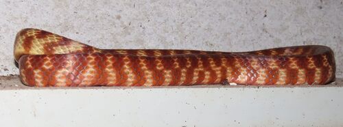 Brown Tree Snake sighting