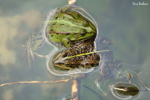 Pelophylax