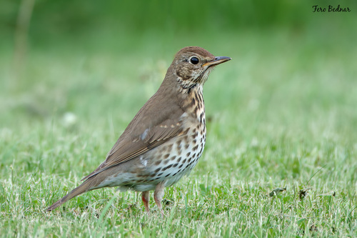 Turdus philomelos