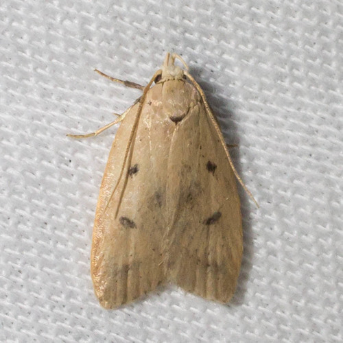 Gold-striped Leaftier Moth