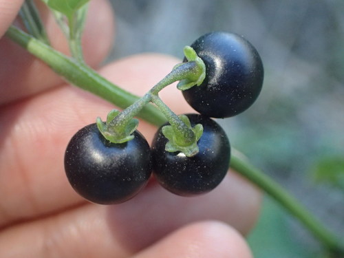 American Black fruiting