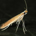 Corythophora - Photo (c) Alain Hogue, all rights reserved, uploaded by Alain Hogue