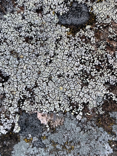 Varying Rim Lichen