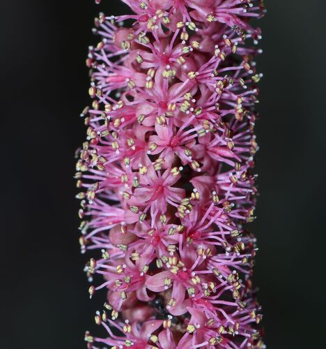 Adenanthera aglaosperma