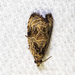 Woolly-backed Moth - Photo (c) Timothy Reichard, all rights reserved, uploaded by Timothy Reichard
