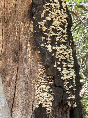 iNaturalist observation photo of Fungi Including Lichens