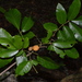 Aglaia mariannensis - Photo 由 James Ojascastro 所上傳的 (c) James Ojascastro，保留所有權利