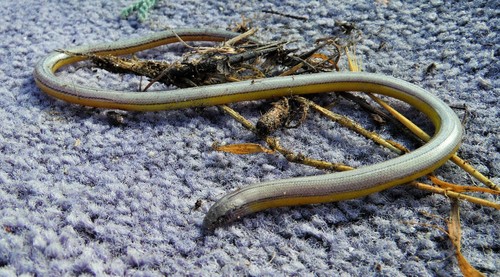 San Diegan Legless Lizard
